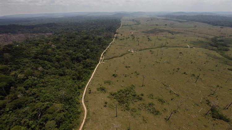 Επιστήμονες Προειδοποιούν για το Ενδεχόμενο Μετατροπής του Αμαζονίου σε Σαβάνα